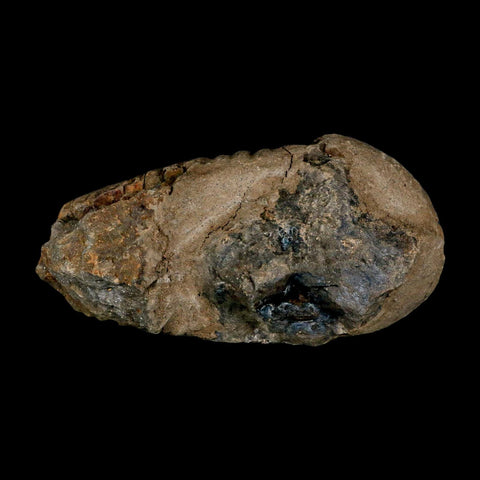 3.7" Flexicalymene Trilobite Fossil Ordovician Age Tazzarine Region Morocco COA - Fossil Age Minerals