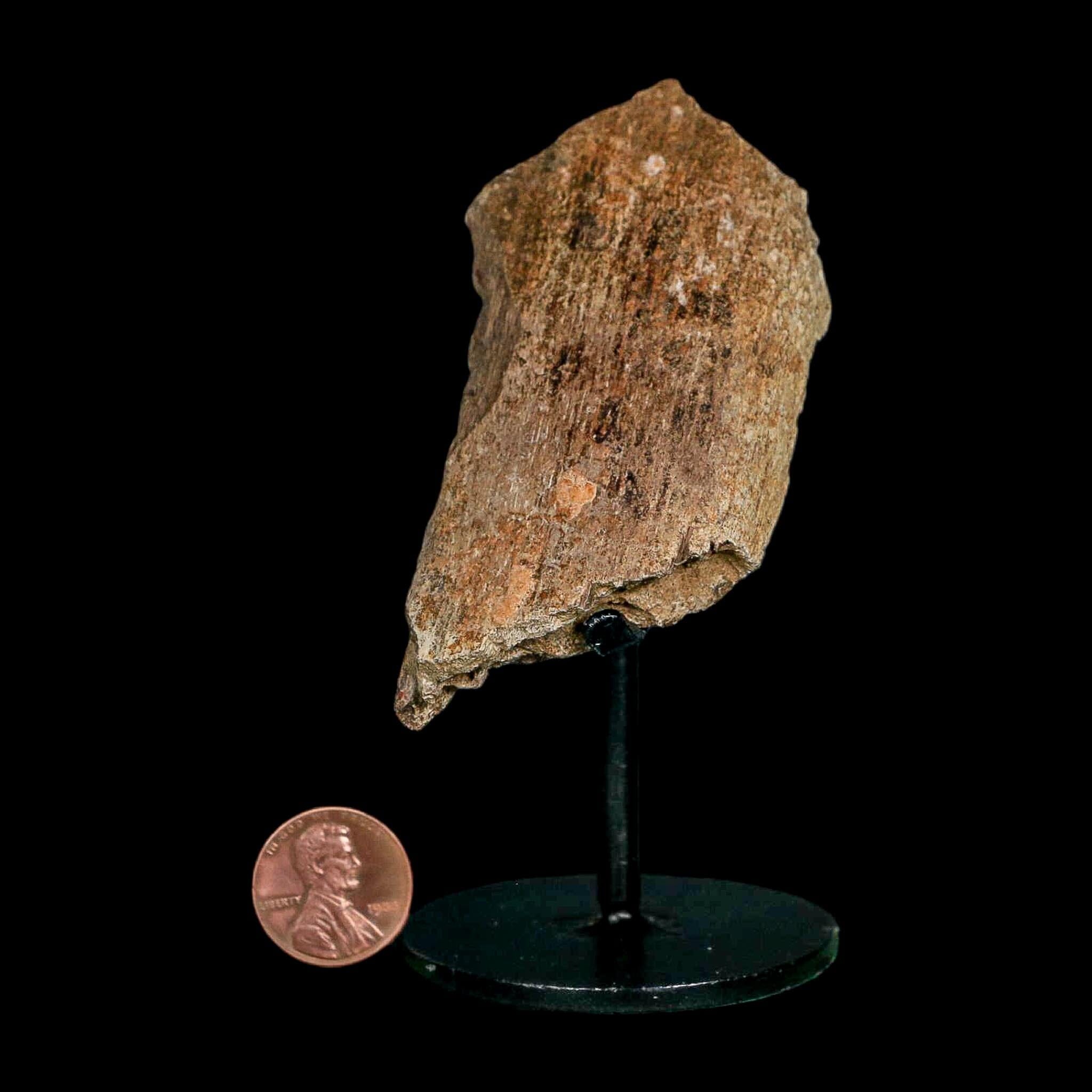 3.2" Edmontosaurus Fossil Rib Bone Hell Creek FM Cretaceous Dinosaur MT COA Stand - Fossil Age Minerals