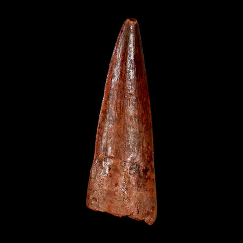 1.8" Spinosaurus Fossil Tooth 100 Million Years Old Cretaceous Dinosaur COA Stand