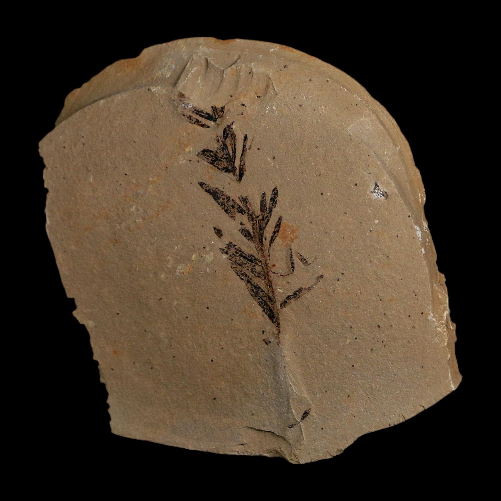 1.6" Detailed Fossil Plant Leafs Metasequoia Dawn Redwood Oligocene Age MT COA - Fossil Age Minerals