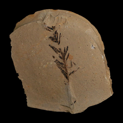 1.6" Detailed Fossil Plant Leafs Metasequoia Dawn Redwood Oligocene Age MT COA