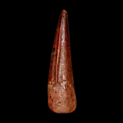 1.8" Spinosaurus Fossil Tooth 100 Million Years Old Cretaceous Dinosaur COA Stand