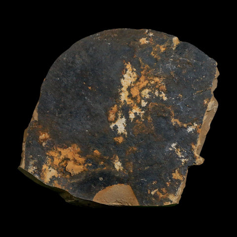 1.6" Detailed Fossil Plant Leafs Metasequoia Dawn Redwood Oligocene Age MT COA