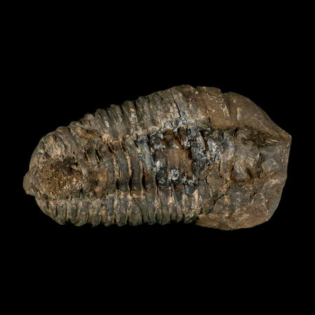 3.7" Flexicalymene Trilobite Fossil Ordovician Age Tazzarine Region Morocco COA