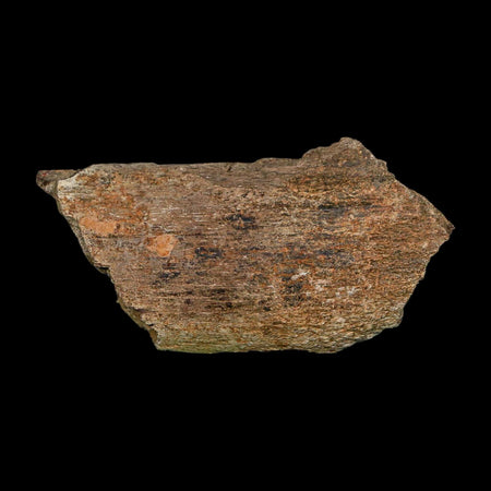 3.2" Edmontosaurus Fossil Rib Bone Hell Creek FM Cretaceous Dinosaur MT COA Stand