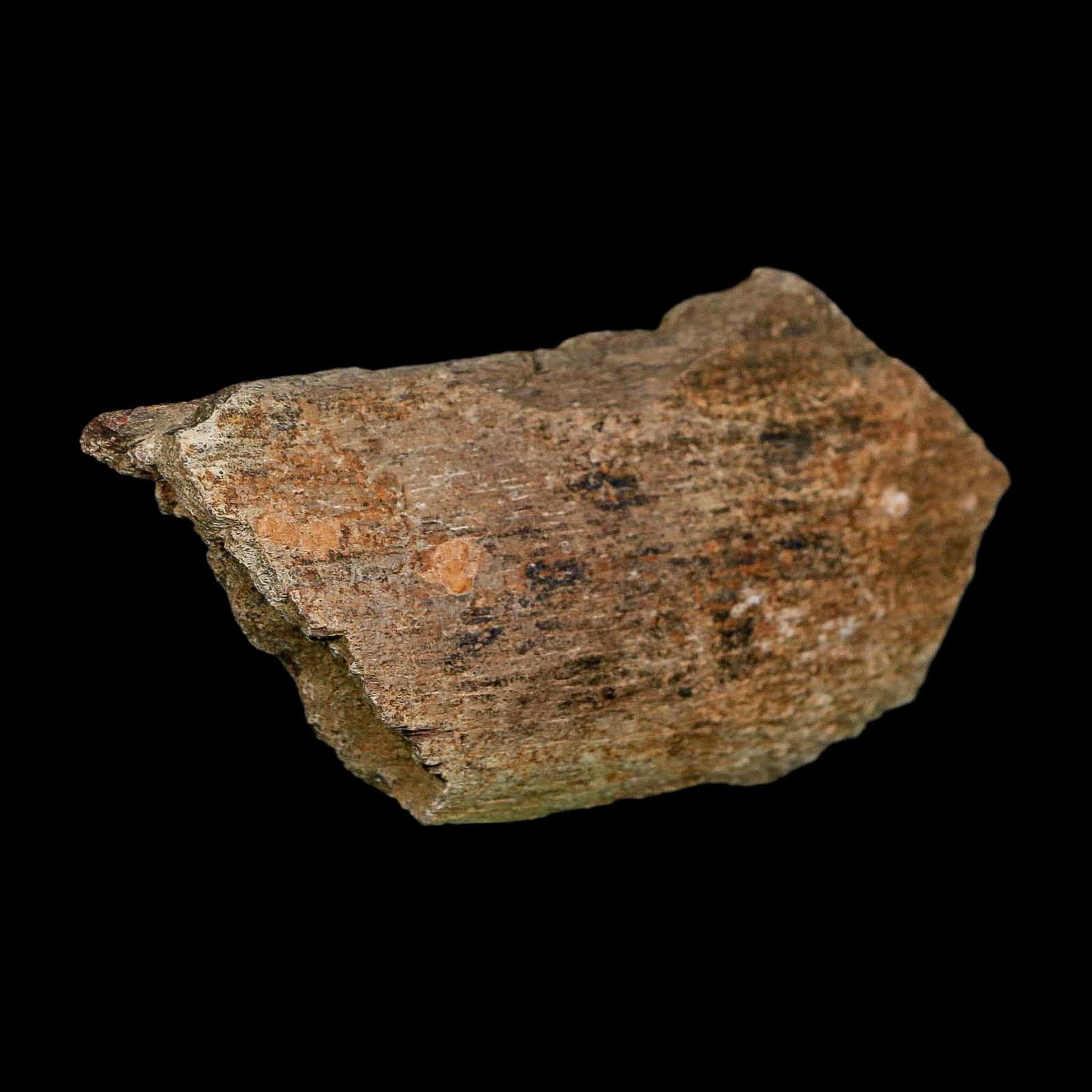 3.2" Edmontosaurus Fossil Rib Bone Hell Creek FM Cretaceous Dinosaur MT COA Stand - Fossil Age Minerals