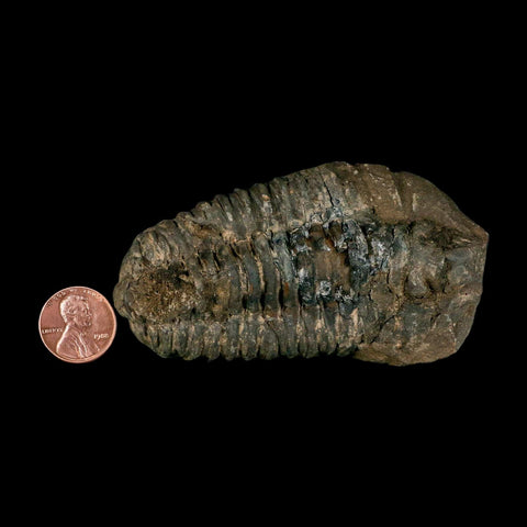 3.7" Flexicalymene Trilobite Fossil Ordovician Age Tazzarine Region Morocco COA - Fossil Age Minerals