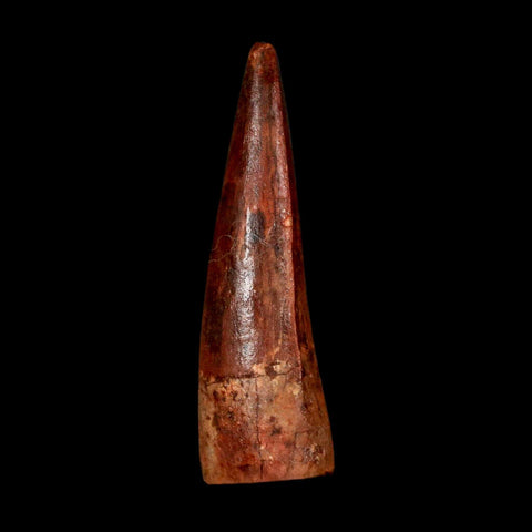 1.8" Spinosaurus Fossil Tooth 100 Million Years Old Cretaceous Dinosaur COA Stand