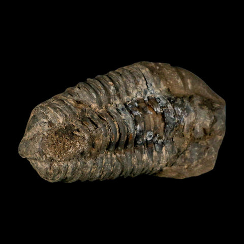 3.7" Flexicalymene Trilobite Fossil Ordovician Age Tazzarine Region Morocco COA - Fossil Age Minerals