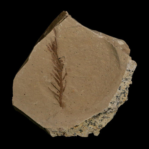 1.6" Detailed Fossil Plant Leafs Metasequoia Dawn Redwood Oligocene Age MT COA