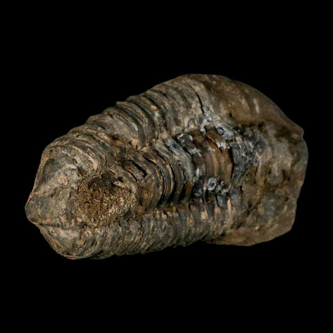 3.7" Flexicalymene Trilobite Fossil Ordovician Age Tazzarine Region Morocco COA - Fossil Age Minerals