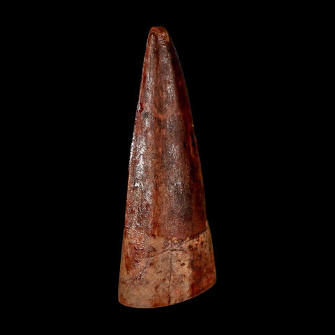 1.8" Spinosaurus Fossil Tooth 100 Million Years Old Cretaceous Dinosaur COA Stand