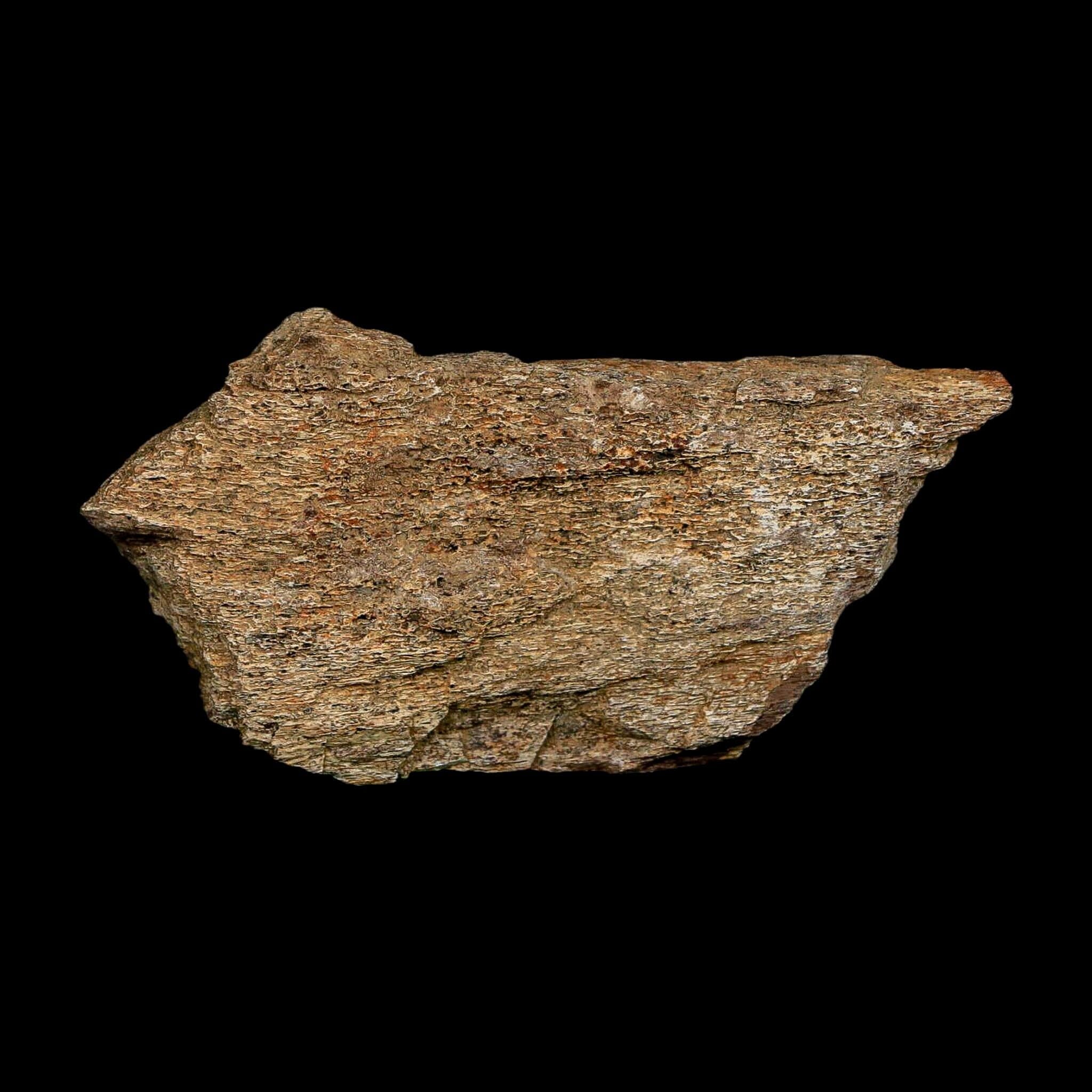 3.2" Edmontosaurus Fossil Rib Bone Hell Creek FM Cretaceous Dinosaur MT COA Stand - Fossil Age Minerals