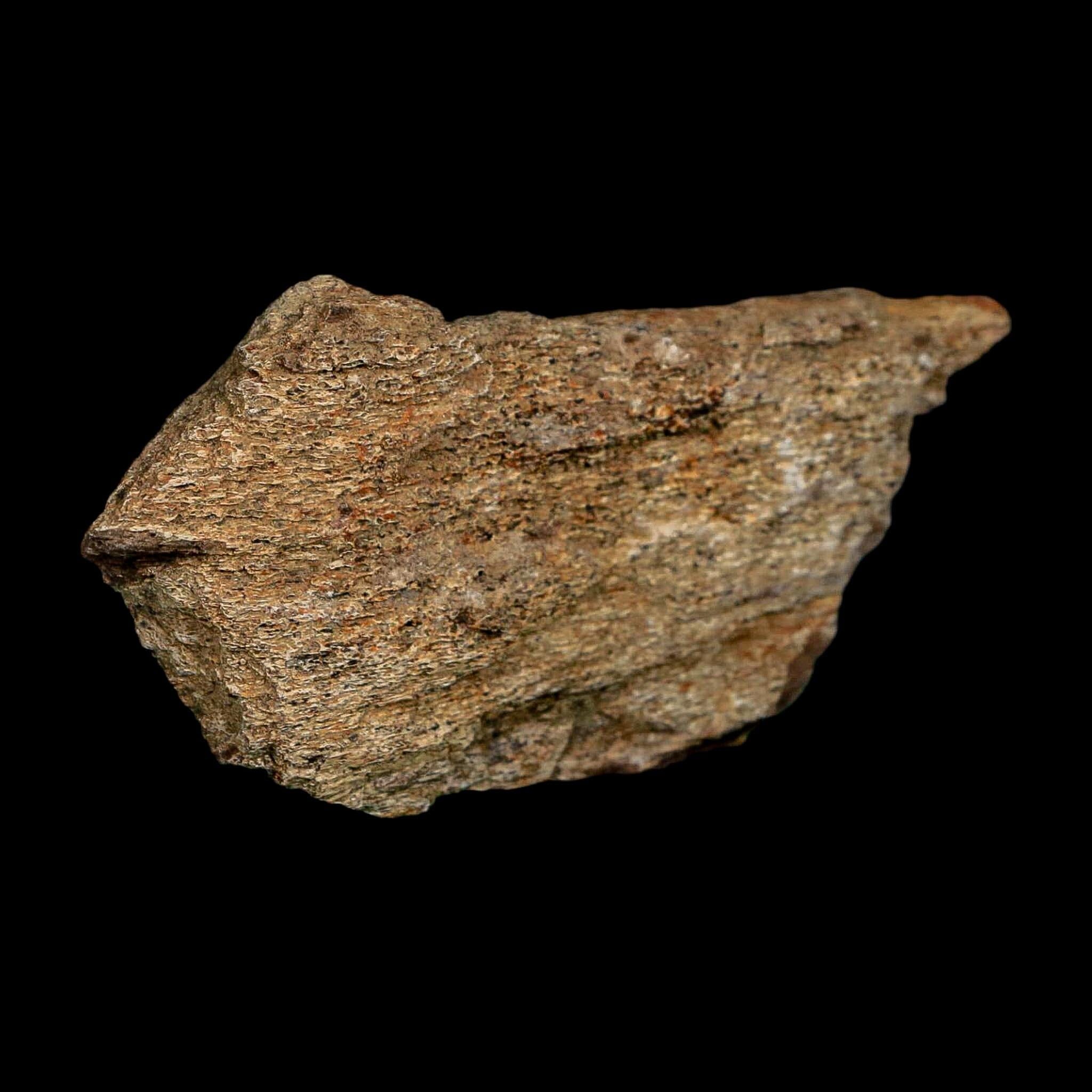 3.2" Edmontosaurus Fossil Rib Bone Hell Creek FM Cretaceous Dinosaur MT COA Stand - Fossil Age Minerals