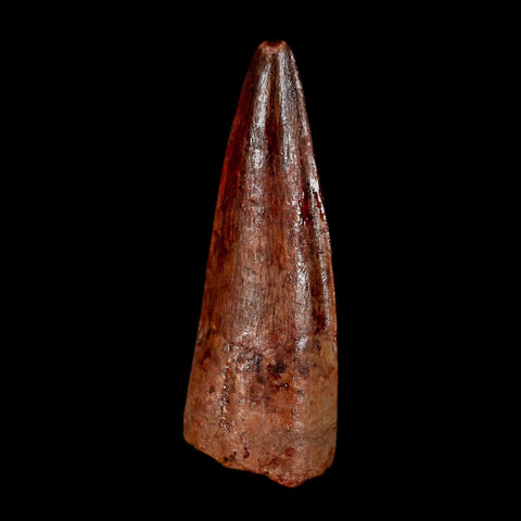 1.8" Spinosaurus Fossil Tooth 100 Million Years Old Cretaceous Dinosaur COA Stand