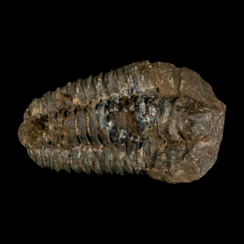 3.7" Flexicalymene Trilobite Fossil Ordovician Age Tazzarine Region Morocco COA - Fossil Age Minerals