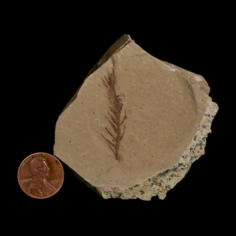 1.6" Detailed Fossil Plant Leafs Metasequoia Dawn Redwood Oligocene Age MT COA