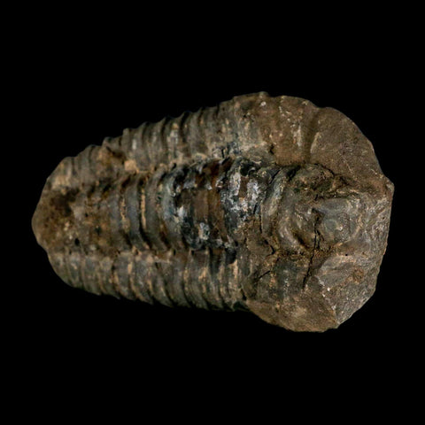 3.7" Flexicalymene Trilobite Fossil Ordovician Age Tazzarine Region Morocco COA - Fossil Age Minerals