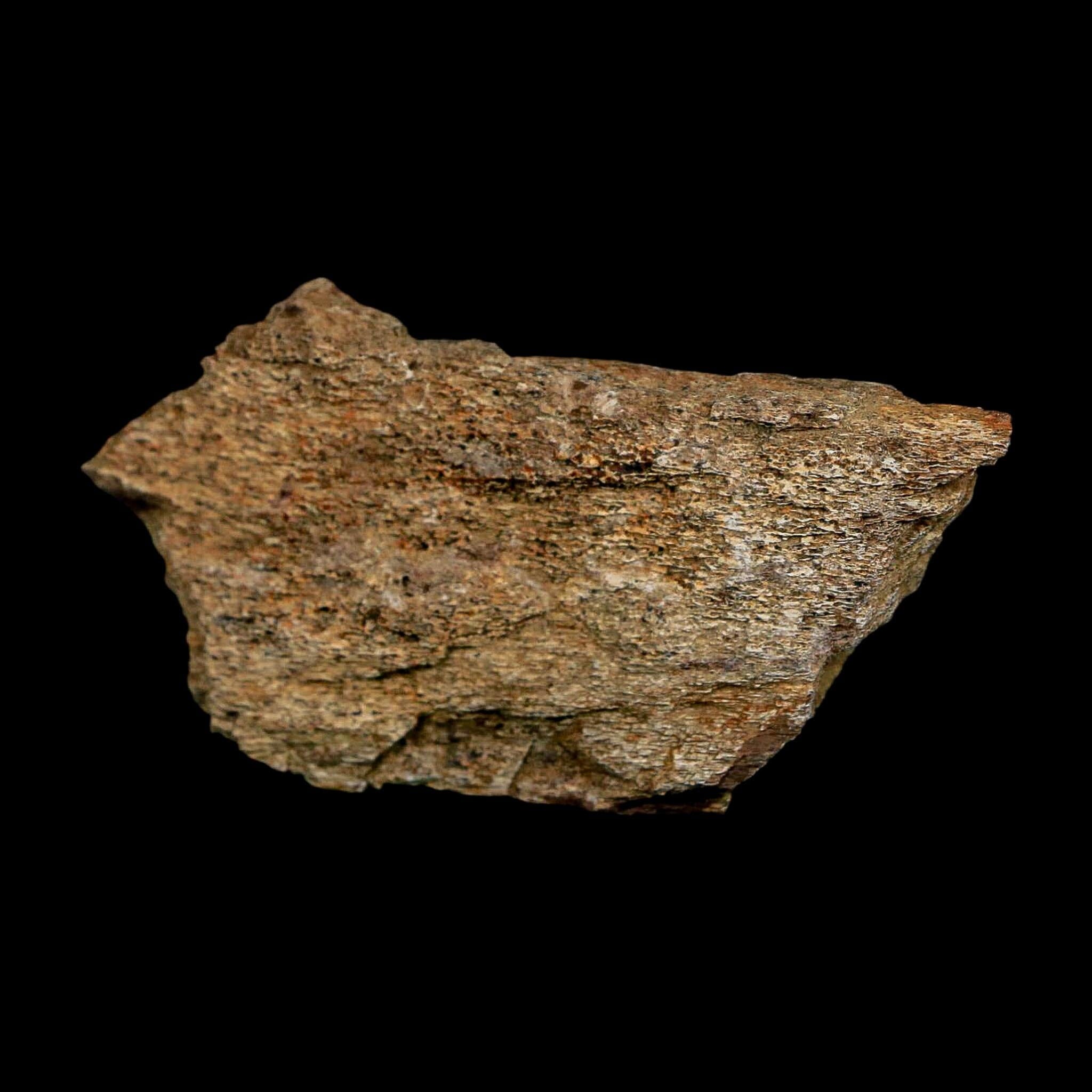 3.2" Edmontosaurus Fossil Rib Bone Hell Creek FM Cretaceous Dinosaur MT COA Stand - Fossil Age Minerals