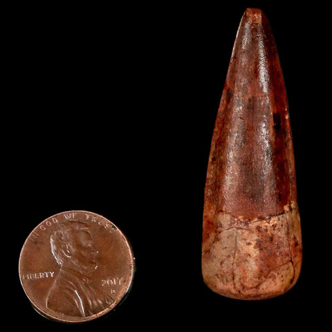 1.8" Spinosaurus Fossil Tooth 100 Million Years Old Cretaceous Dinosaur COA Stand