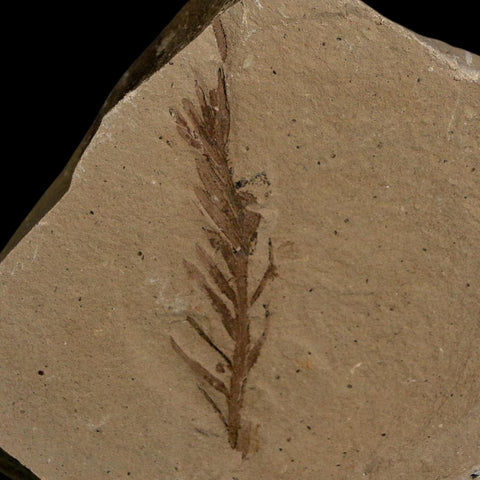 1.6" Detailed Fossil Plant Leafs Metasequoia Dawn Redwood Oligocene Age MT COA