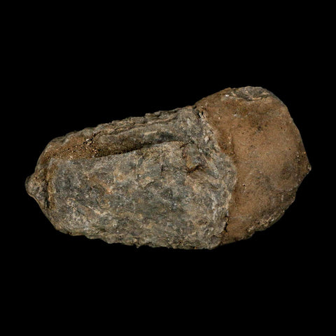 3.7" Flexicalymene Trilobite Fossil Ordovician Age Tazzarine Region Morocco COA - Fossil Age Minerals