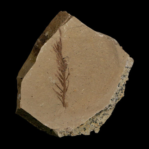 1.6" Detailed Fossil Plant Leafs Metasequoia Dawn Redwood Oligocene Age MT COA