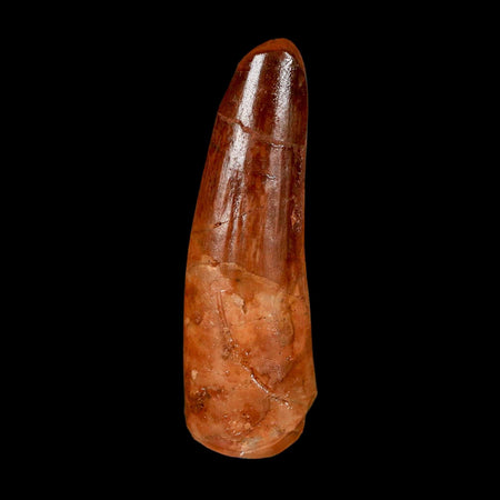 1.7" Spinosaurus Fossil Tooth 100 Million Years Old Cretaceous Dinosaur COA Stand