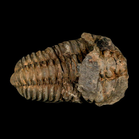 3.1" Flexicalymene Trilobite Fossil Ordovician Age Tazzarine Region Morocco COA - Fossil Age Minerals