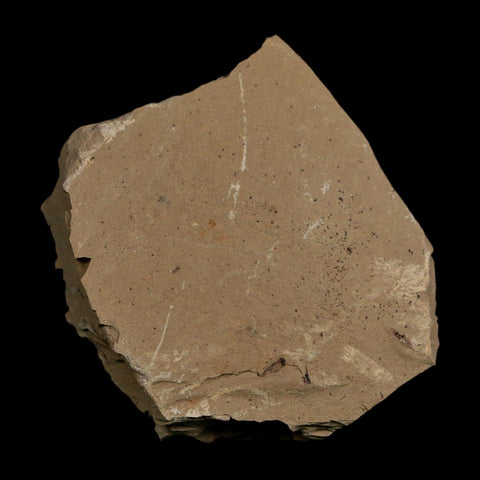 1.6" Detailed Fossil Plant Leafs Metasequoia Dawn Redwood Oligocene Age MT COA