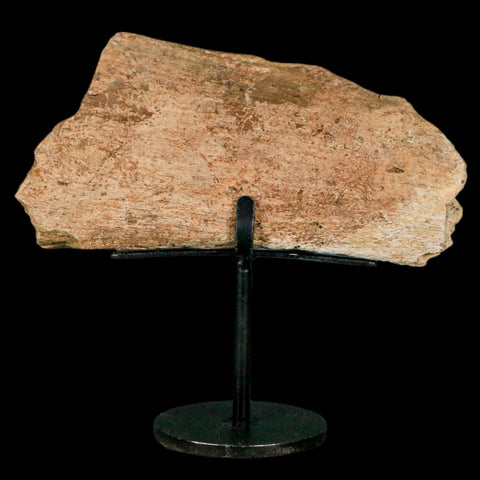 4.9" Triceratops Fossil Vertebrae Process Hell Creek Cretaceous Dinosaur MT COA Stand - Fossil Age Minerals