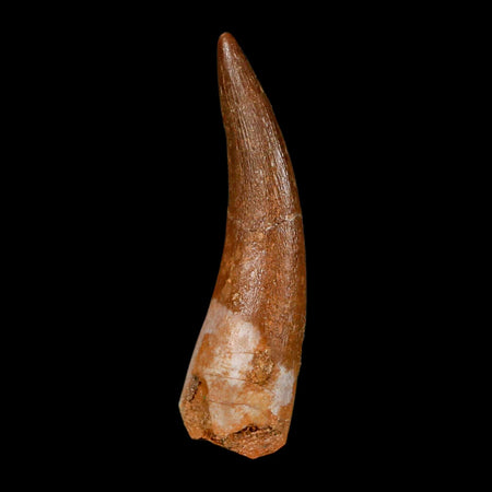 1.6" Plesiosaur Zarafasaura Tooth Fossil Cretaceous Dinosaur Era COA, Stand