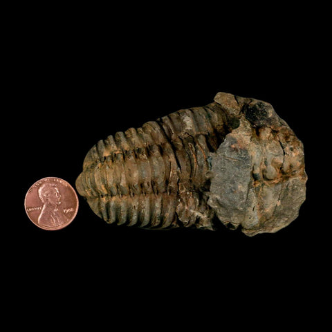 3.1" Flexicalymene Trilobite Fossil Ordovician Age Tazzarine Region Morocco COA - Fossil Age Minerals