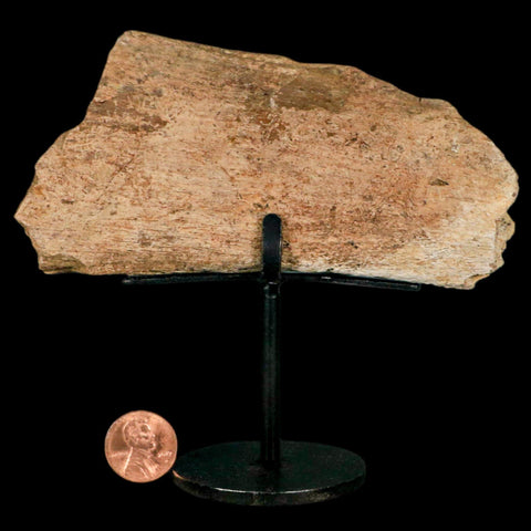 4.9" Triceratops Fossil Vertebrae Process Hell Creek Cretaceous Dinosaur MT COA Stand - Fossil Age Minerals