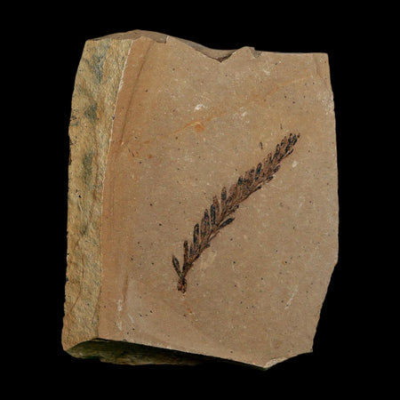 1.6" Detailed Fossil Plant Leafs Metasequoia Dawn Redwood Oligocene Age MT COA