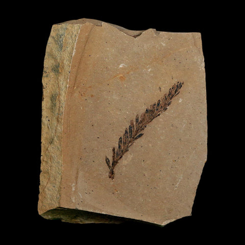1.6" Detailed Fossil Plant Leafs Metasequoia Dawn Redwood Oligocene Age MT COA