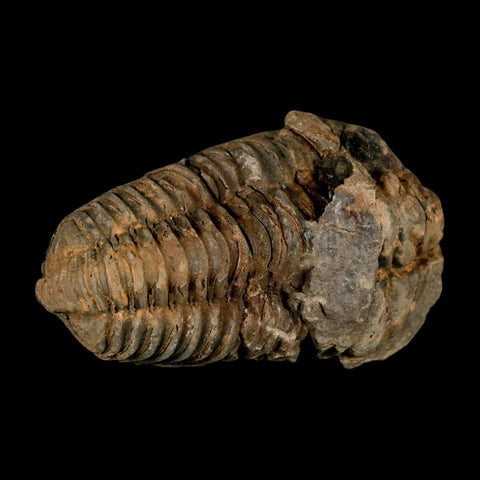 3.1" Flexicalymene Trilobite Fossil Ordovician Age Tazzarine Region Morocco COA - Fossil Age Minerals