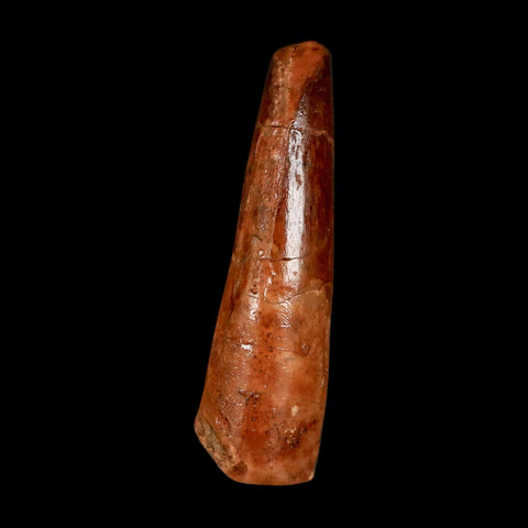 1.7" Spinosaurus Fossil Tooth 100 Million Years Old Cretaceous Dinosaur COA Stand