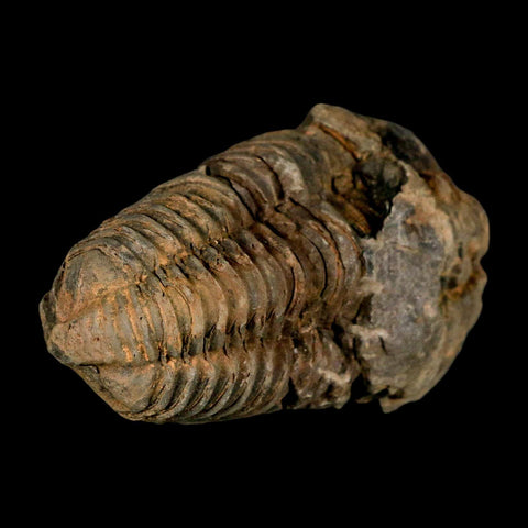 3.1" Flexicalymene Trilobite Fossil Ordovician Age Tazzarine Region Morocco COA - Fossil Age Minerals