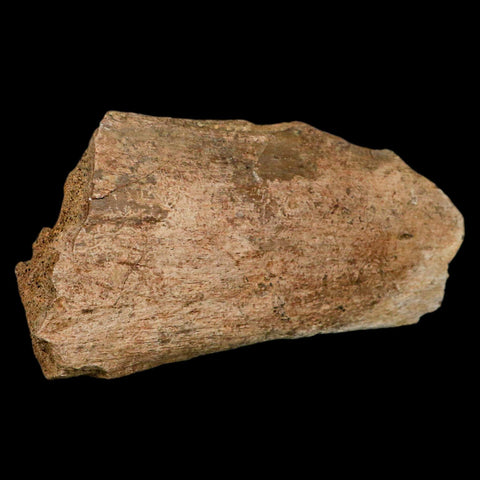 4.9" Triceratops Fossil Vertebrae Process Hell Creek Cretaceous Dinosaur MT COA Stand - Fossil Age Minerals