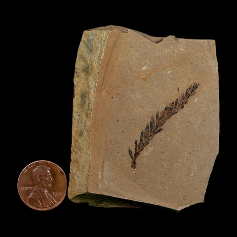 1.6" Detailed Fossil Plant Leafs Metasequoia Dawn Redwood Oligocene Age MT COA
