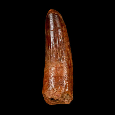 1.7" Spinosaurus Fossil Tooth 100 Million Years Old Cretaceous Dinosaur COA Stand