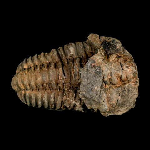 3.1" Flexicalymene Trilobite Fossil Ordovician Age Tazzarine Region Morocco COA - Fossil Age Minerals