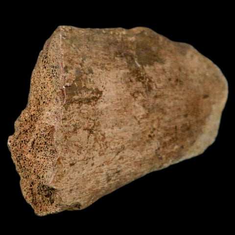 4.9" Triceratops Fossil Vertebrae Process Hell Creek Cretaceous Dinosaur MT COA Stand - Fossil Age Minerals