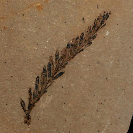 1.6" Detailed Fossil Plant Leafs Metasequoia Dawn Redwood Oligocene Age MT COA