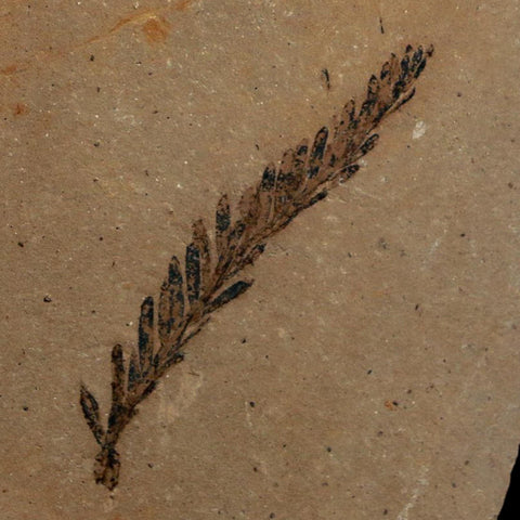 1.6" Detailed Fossil Plant Leafs Metasequoia Dawn Redwood Oligocene Age MT COA