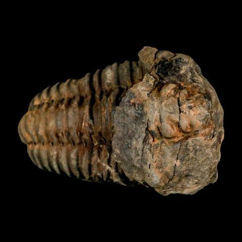 3.1" Flexicalymene Trilobite Fossil Ordovician Age Tazzarine Region Morocco COA - Fossil Age Minerals