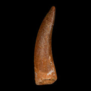 1.6" Plesiosaur Zarafasaura Tooth Fossil Cretaceous Dinosaur Era COA, Stand