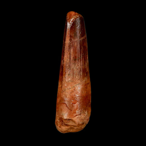 1.7" Spinosaurus Fossil Tooth 100 Million Years Old Cretaceous Dinosaur COA Stand
