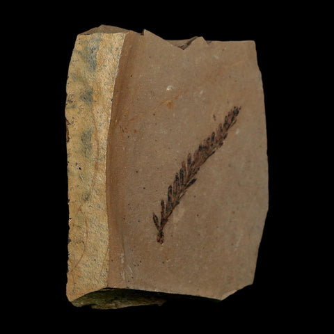 1.6" Detailed Fossil Plant Leafs Metasequoia Dawn Redwood Oligocene Age MT COA
